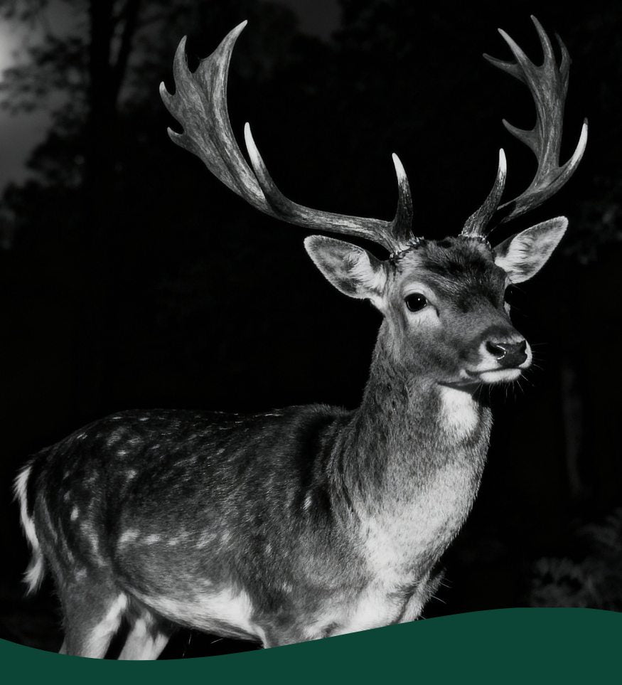 Caméra de chasse 4K avec écran intégré pour visualiser immédiatement les photos et vidéos